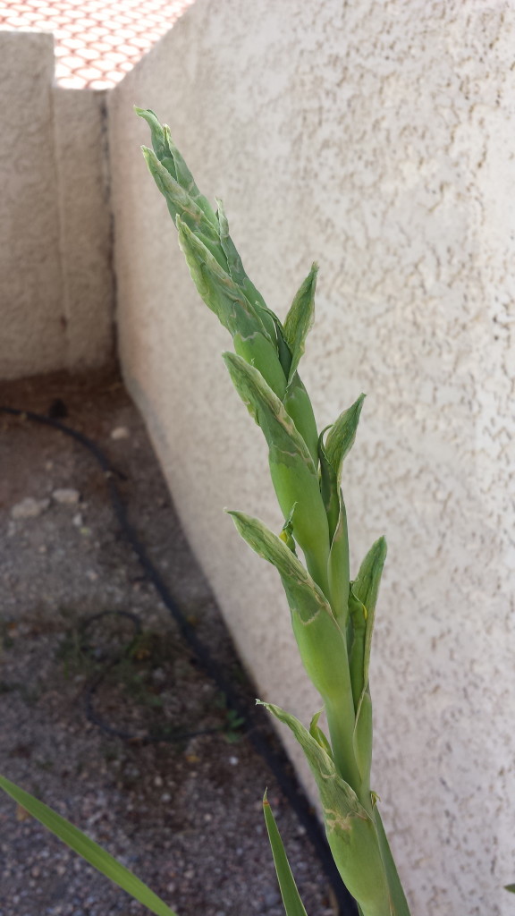 Thrips can do a LOT of damage to your poor plants... get rid of thrips FAST!