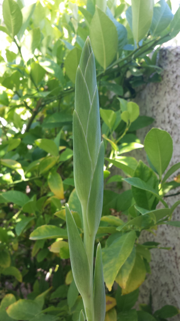 Thrips can do a LOT of damage to your poor plants... get rid of thrips FAST!