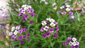 Read more about the article Got thrips? Get rid of those garden pests.