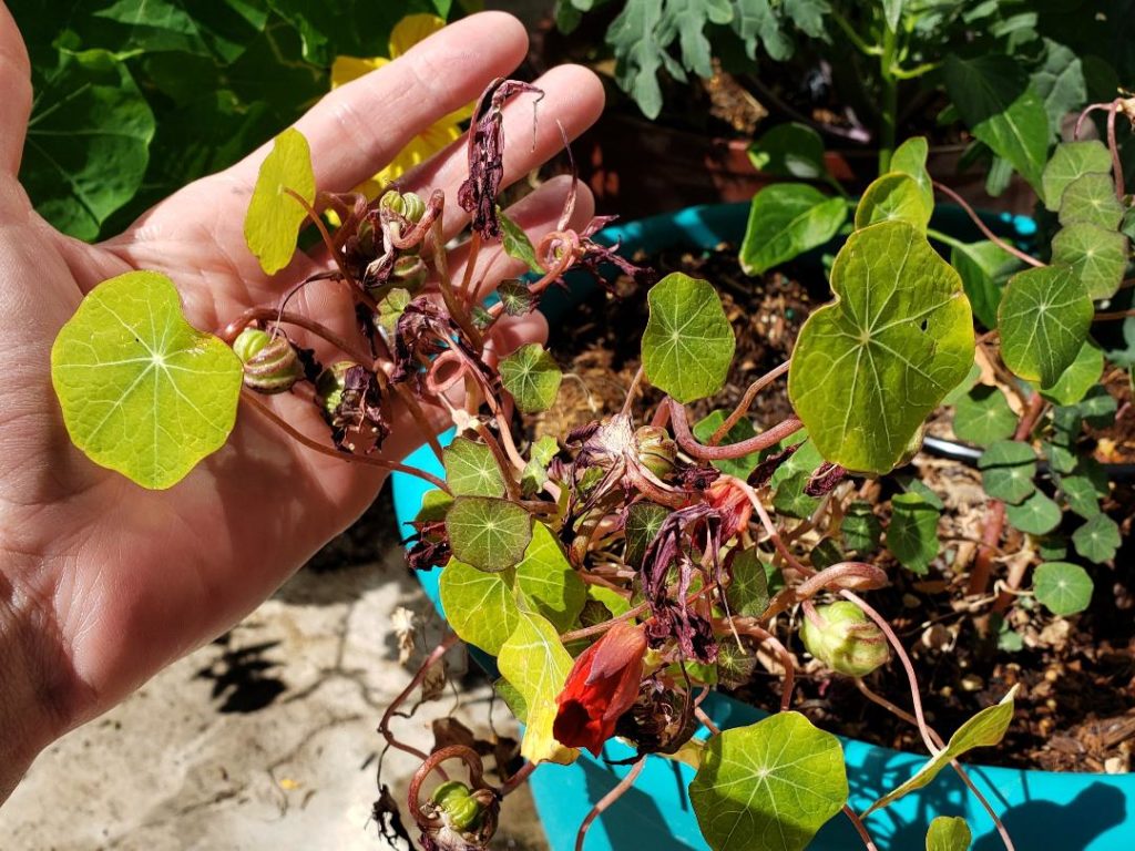 these 2 tips for beginner gardeners can save this plant!