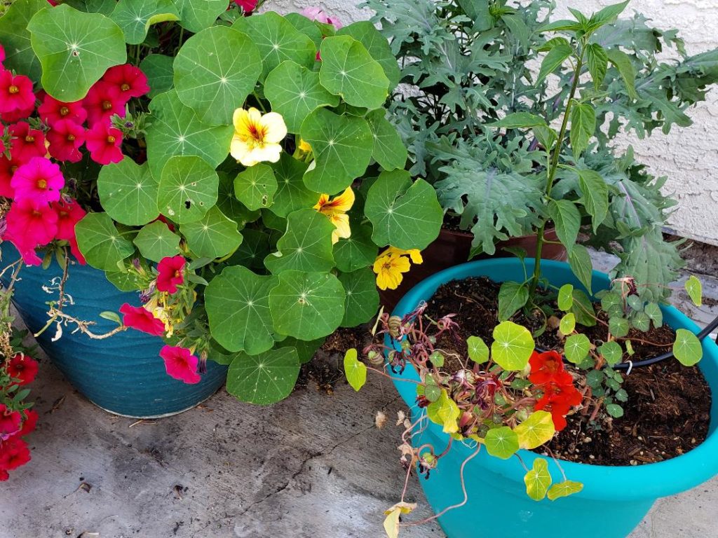 difference between drip irrigation and manual watering