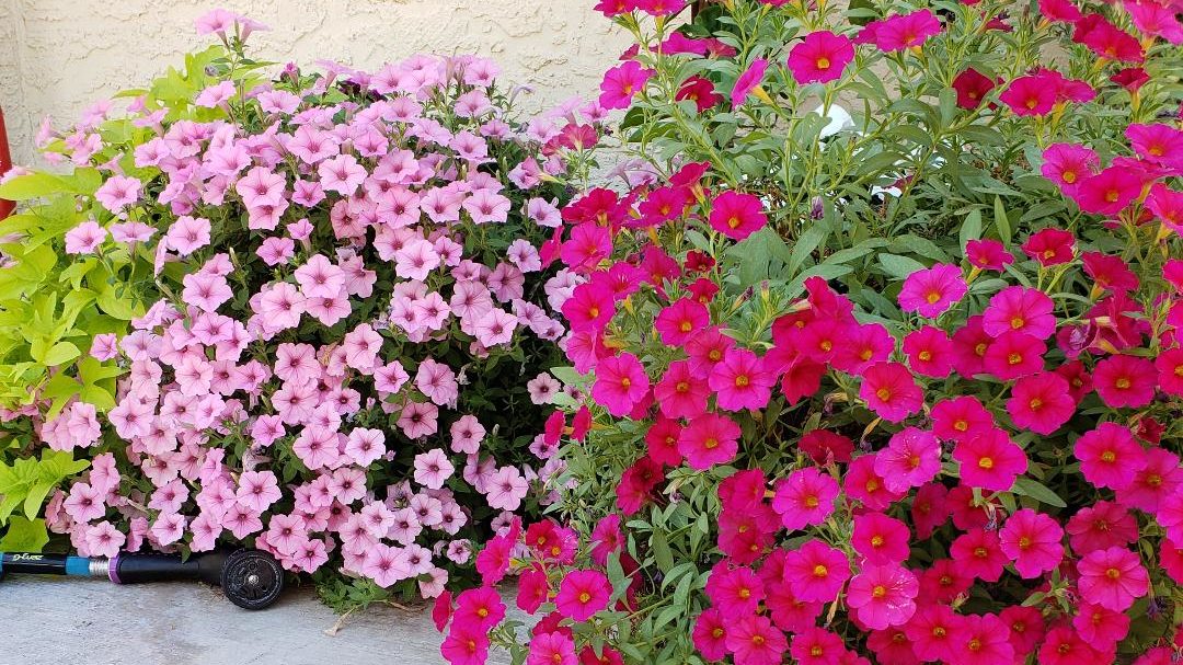 Read more about the article Top 2 Tips For Beginner Gardeners.