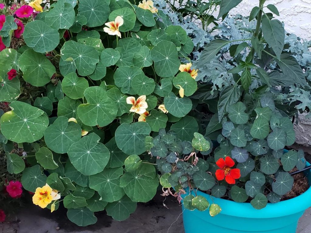 3 weeks of proper watering a home veggie garden