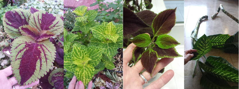 coleus and dumb cane started in a glass of water makes for an easy garden