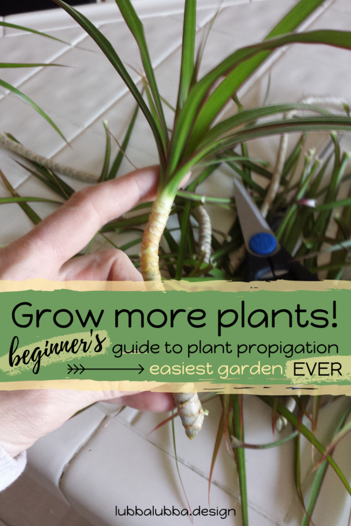 Here’s the world’s EASIEST guide to starting your own garden from existing plants. Starting a garden sound too hard? Don’t know where to start? Perhaps you are a seasoned pro who overlooked the fact that you can clone your existing garden.
