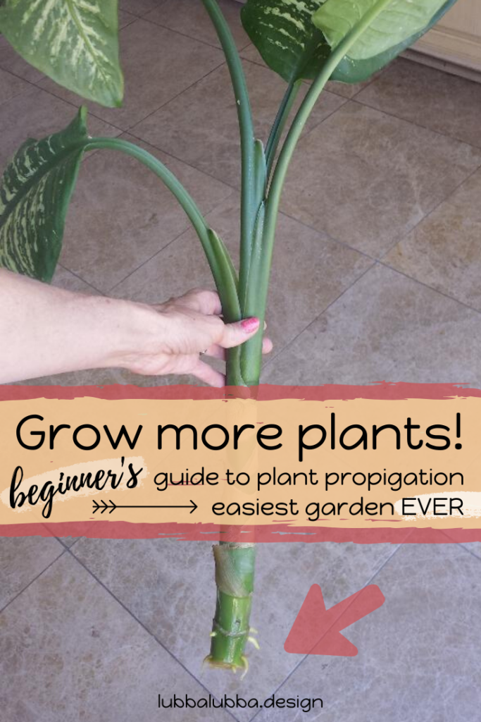 Here’s the world’s EASIEST guide to starting your own garden from existing plants. Starting a garden sound too hard? Don’t know where to start? Perhaps you are a seasoned pro who overlooked the fact that you can clone your existing garden.