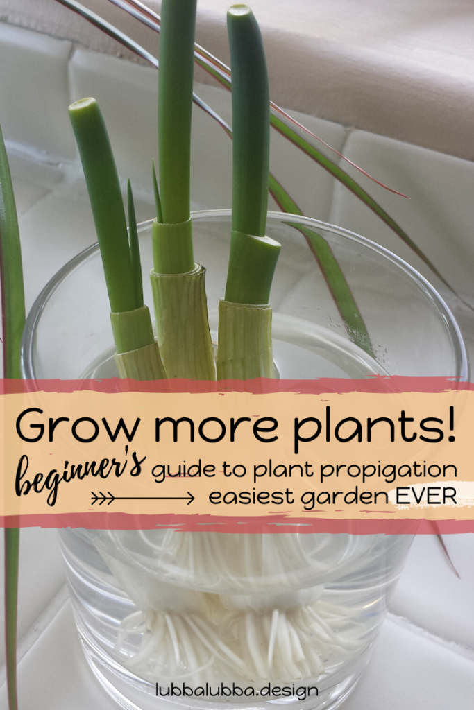 Here’s the world’s EASIEST guide to starting your own garden from existing plants. Starting a garden sound too hard? Don’t know where to start? Perhaps you are a seasoned pro who overlooked the fact that you can clone your existing garden.