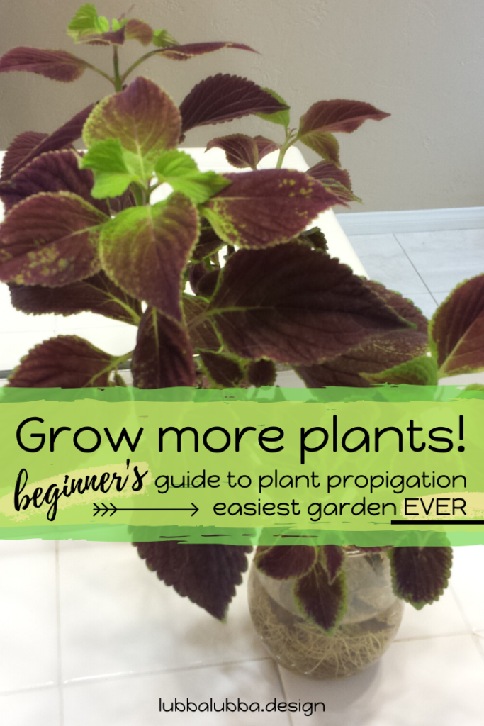 Here’s the world’s EASIEST guide to starting your own garden from existing plants. Starting a garden sound too hard? Don’t know where to start? Perhaps you are a seasoned pro who overlooked the fact that you can clone your existing garden.