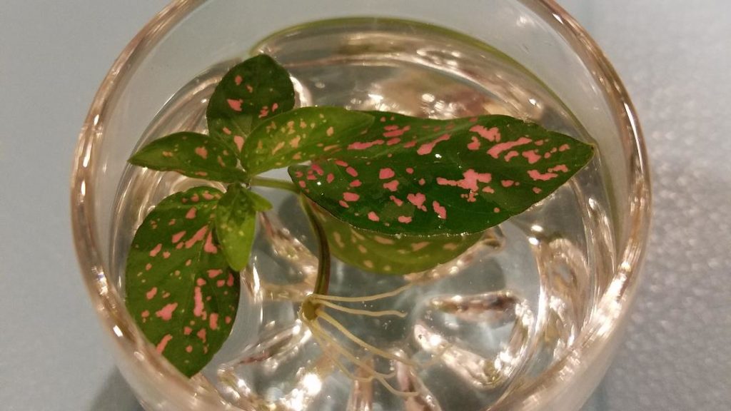 polkadot plant rooted in water. easiest way to start a garden