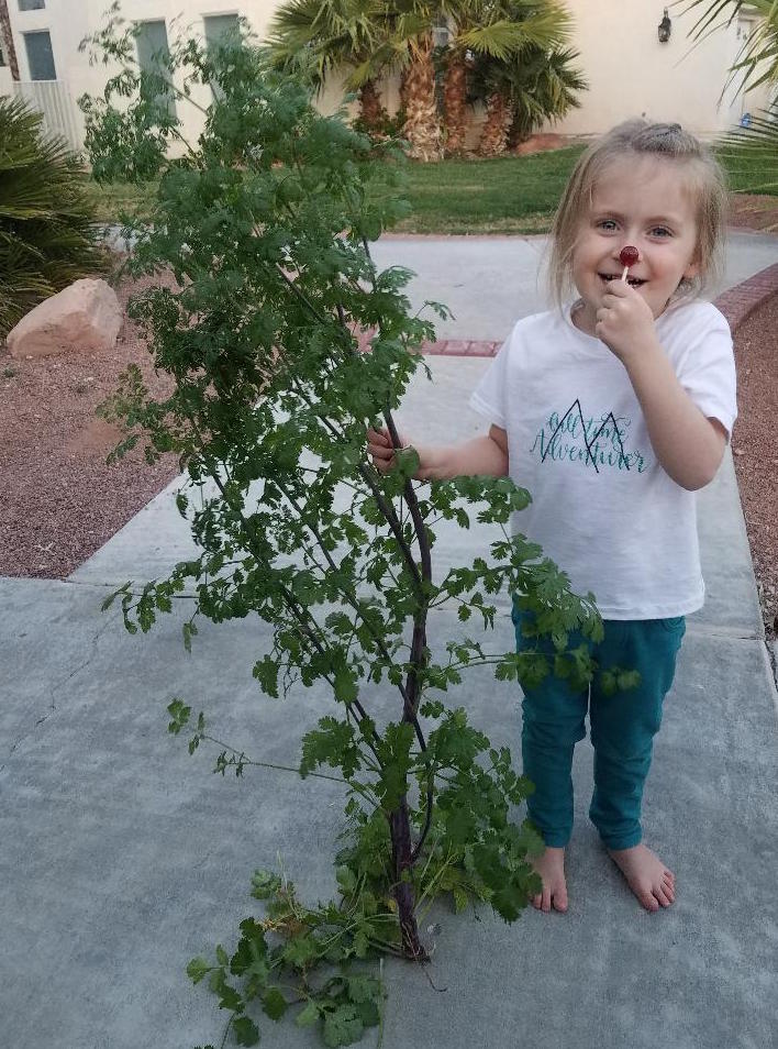 Grow cilantro year round.  With these easy steps you can have an endless supply on hand.