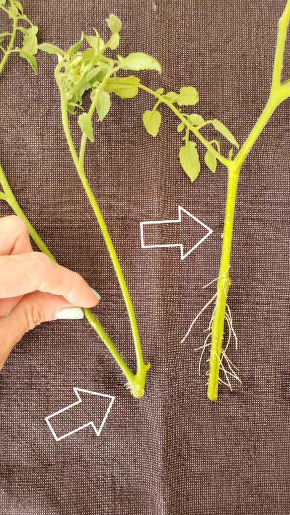 easy garden for beginners. tomato plant grown from a cutting in water