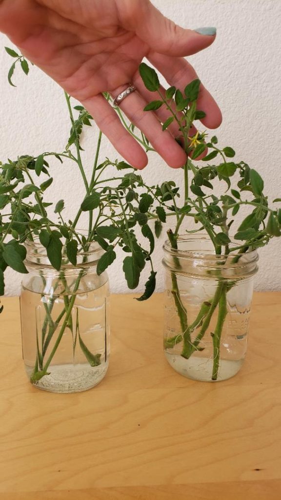 tomato cuttings rooting in water are even blooming! simple gardening for newbies!