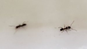 Read more about the article Quick, Natural Home Remedies To Get Rid Of Ants Indoors