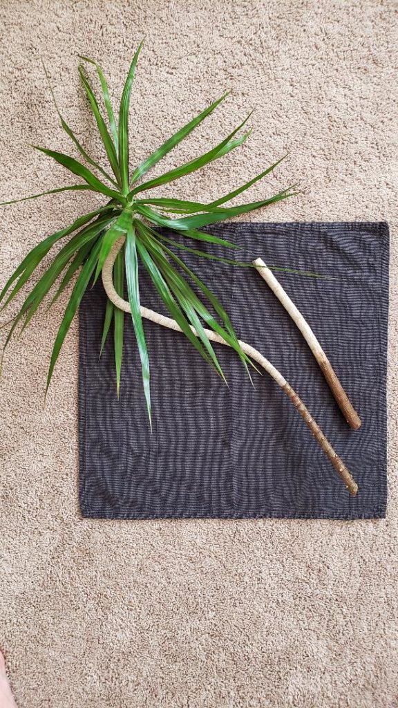 easiest garden ever, start a dracaena from cuttings.