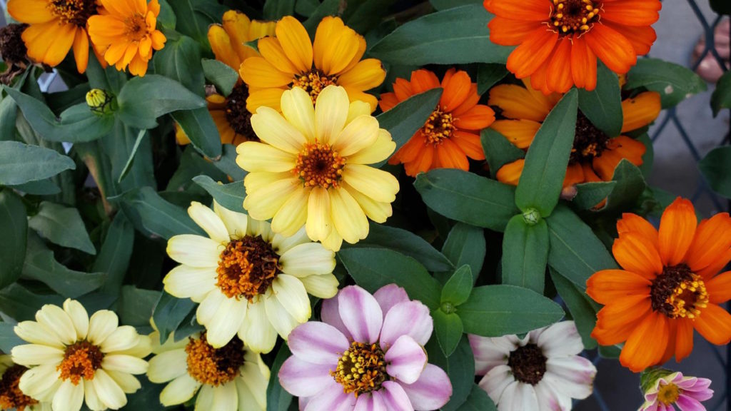 best 2 tips for gardening at home