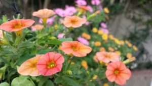Read more about the article Pollinator Garden Best & Worst Flowers- Great To Know!
