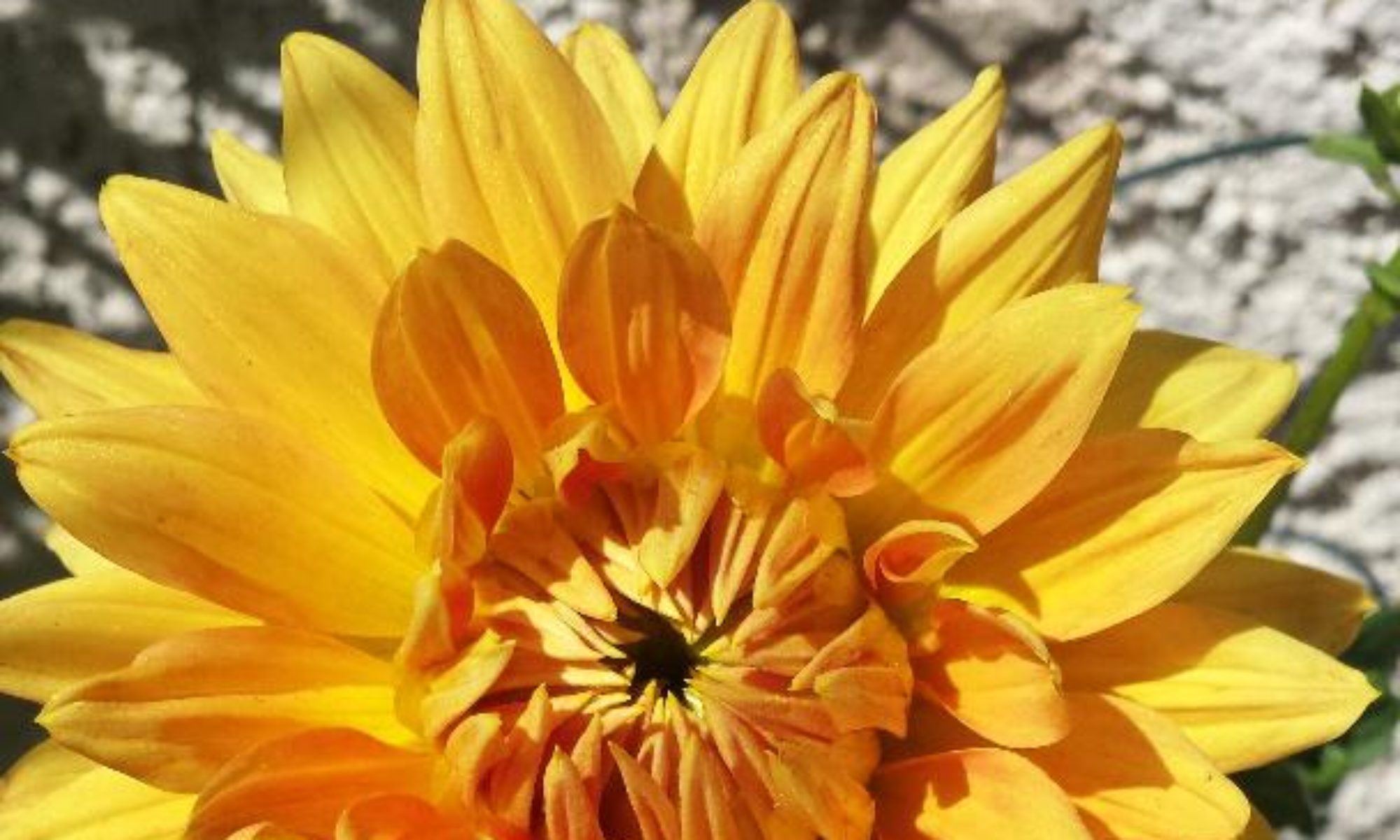 Glorious dinner plate dahlia
