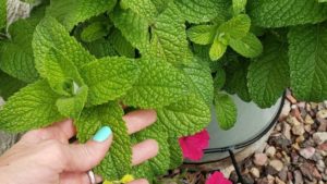 Read more about the article Water Propagation – The Easiest Garden Ever