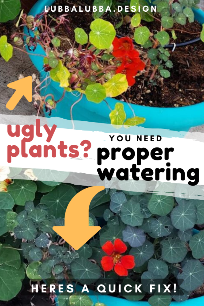 Top 2 garden tips to have you gardening with confidence immediately!