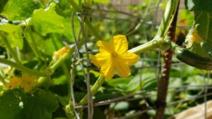 Read more about the article Male & Female Flowers on Zucchini & Cucumber Plants – How to get more female flowers