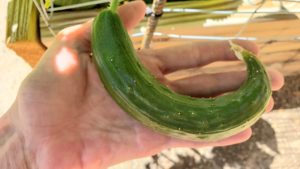 Read more about the article How to avoid deformed, short and fat, or bent cucumbers