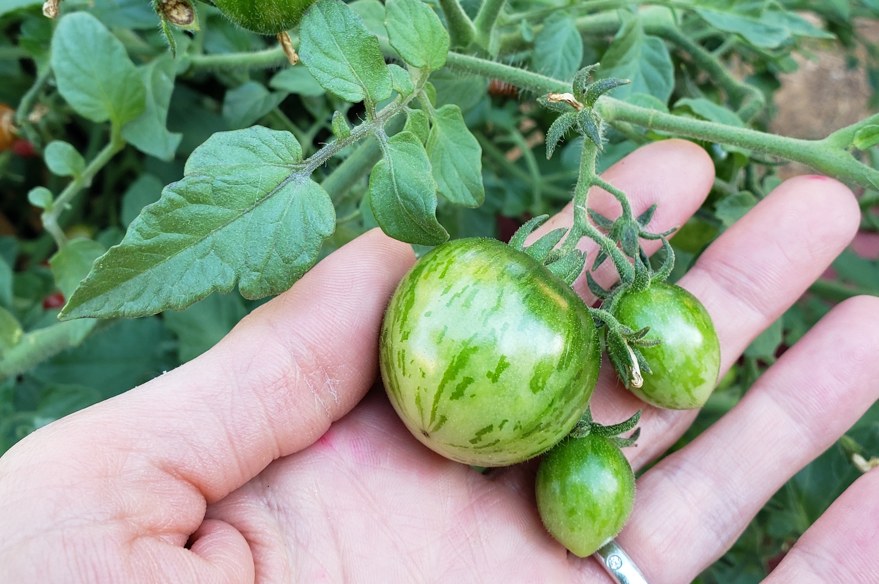 How to refresh and rejuvenate old garden soil to grow a big, bountiful crop this season! Veggies or ornamental flowers. Raised beds or container pots. This quick guide will get you started today.