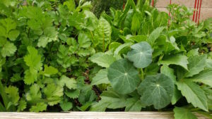 Read more about the article 12 Month Planting & Gardening Guide For Beginners (USDA Zones 8-9)