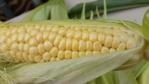 Read more about the article Corn Pollination – How to grow a full ear of corn
