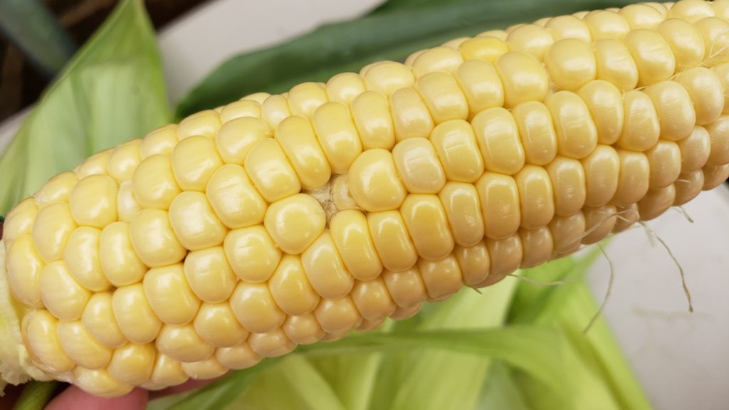 Growing corn is so rewarding! Be sure ears are pollinated correctly to insure a bountiful harvest! #howto #growingcorn #handpollinating #ingarden