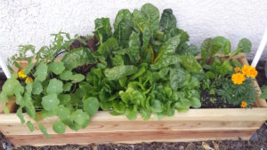 Read more about the article Starting a Garden for Beginners – A quick guide to the basics