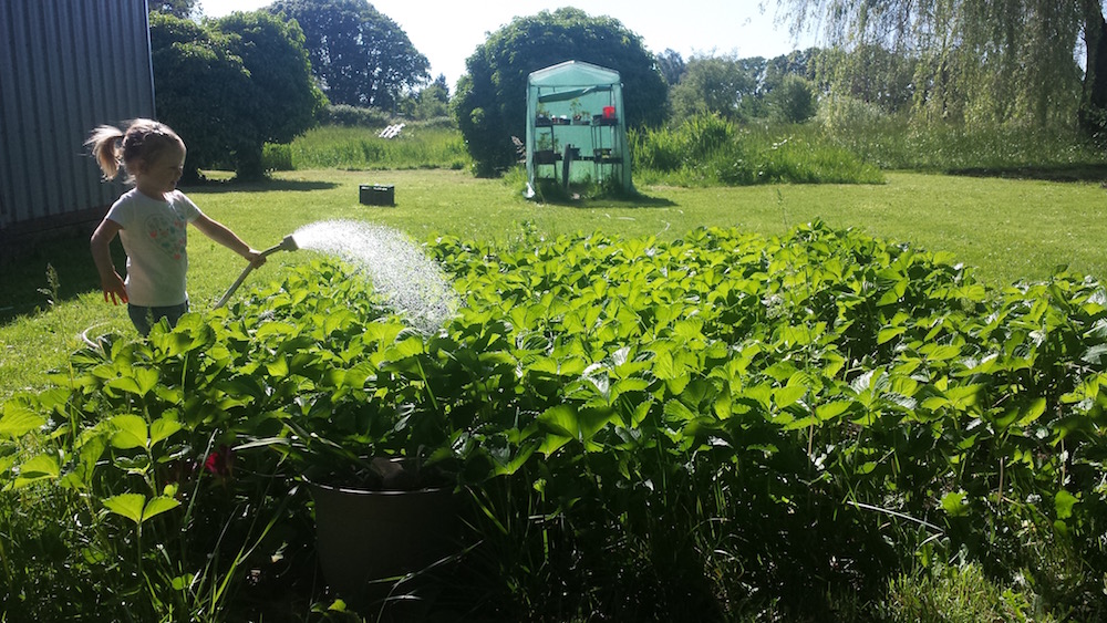 All you need to know to grow strawberries