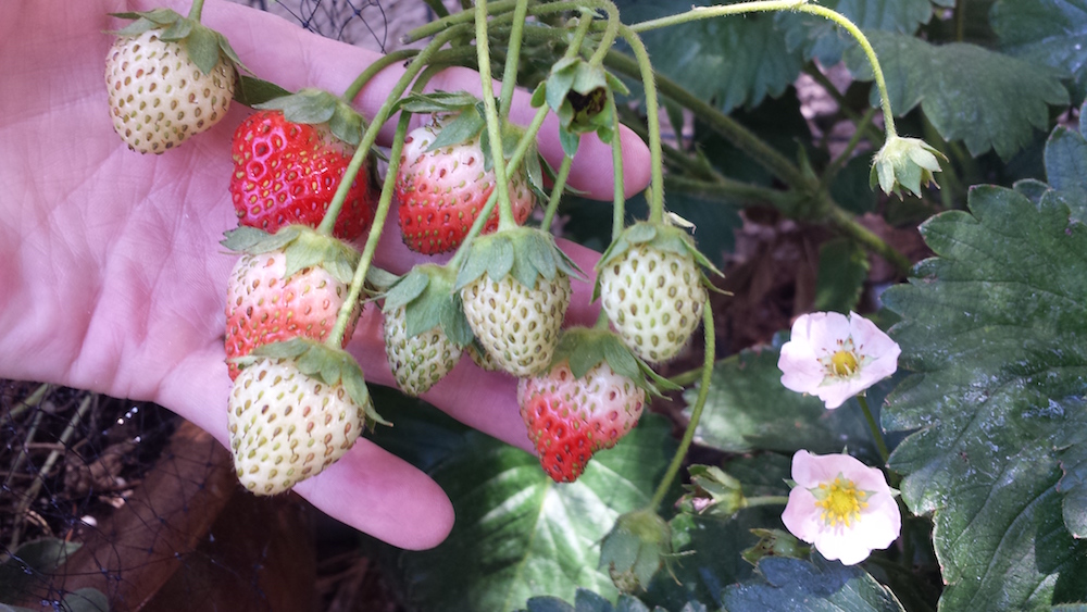 All you need to know to grow strawberries