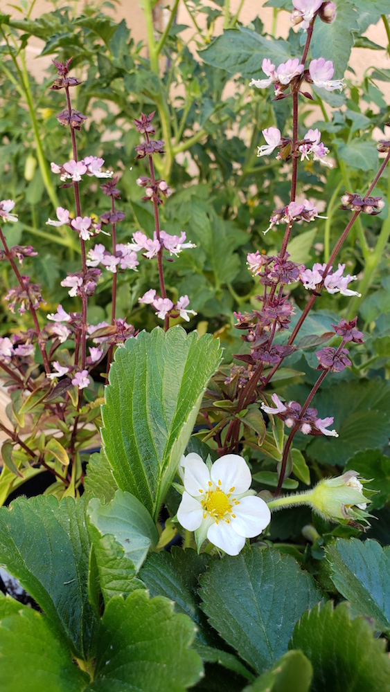 All you need to know to grow strawberries