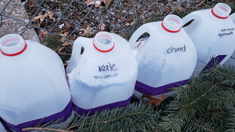 Winter sowing made easy. Seed selection, location, watering, soil, containers and more! Tips & tricks.