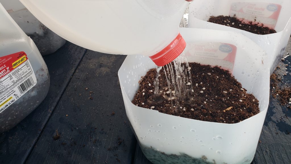 Winter sowing made easy. Seed selection, location, watering, soil, containers and more! Tips & tricks.