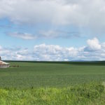 Cover crop basics for the home garden. How-to, benefits, selection, removal.