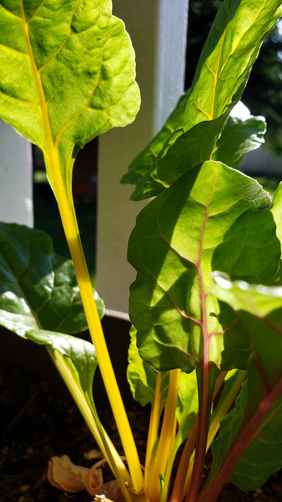 How big does a vegetable garden need to be?