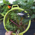 How big does a vegetable garden need to be?