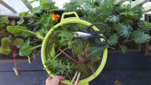 Read more about the article How Big Does A Vegetable Garden Need To Be?