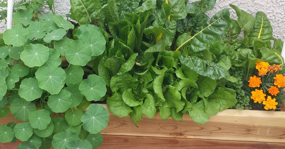 Seed prepping for a big lush bountiful garden!