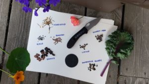 Read more about the article Prepping Seeds For Easy Planting- All You Need To Know