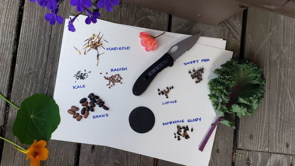 Prepping seeds for successful planting. filing, soaking, direct sowing and more