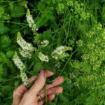 how to save and collect seeds from your home garden quickly and easily!