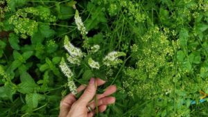 Read more about the article How To Collect Garden Seeds- Seed Saving Made Easy!