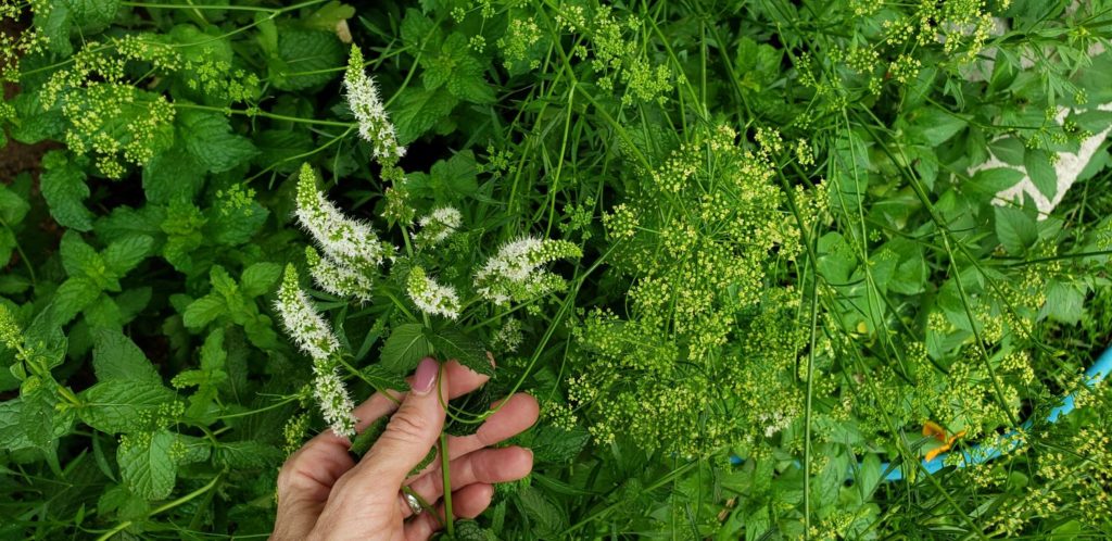 how to save and collect seeds from your home garden quickly and easily!